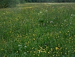 voorjaar in Schirnding