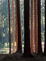 bossen