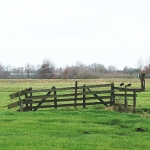 in het weiland