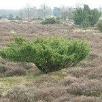 drenthe eigentijds