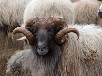schaap